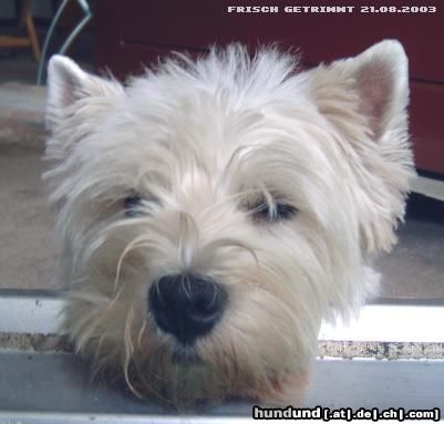 West Highland White Terrier Kilkenny