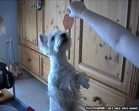 West Highland White Terrier