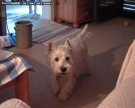 West Highland White Terrier Max 11 Jahre