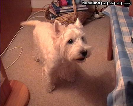 West Highland White Terrier Max 11 Jahre