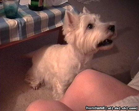 West Highland White Terrier Max vor dem Sprung