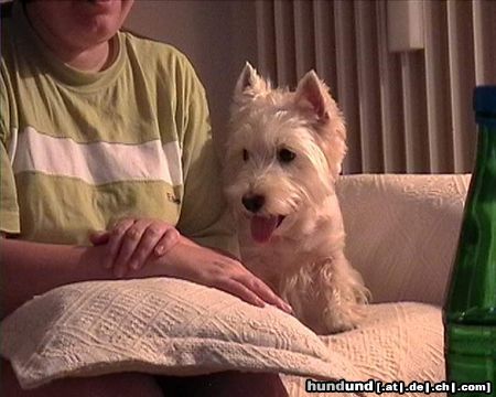 West Highland White Terrier Max und Frauchen