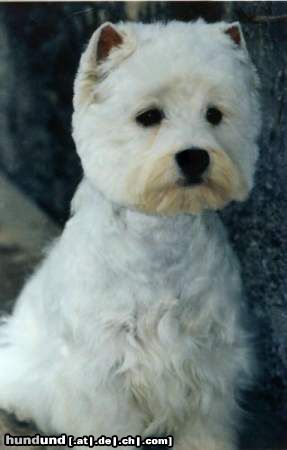 West Highland White Terrier Victoria Snow-Star