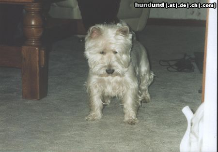 West Highland White Terrier was ist das?