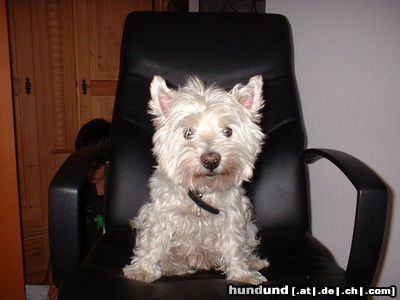 West Highland White Terrier