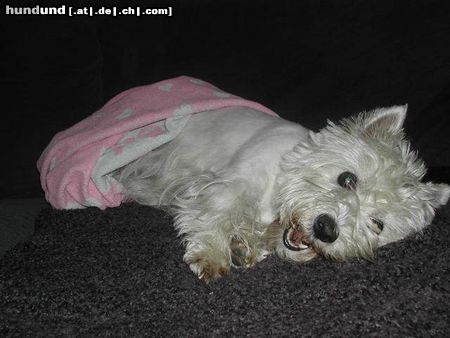 West Highland White Terrier lucy mag spielen