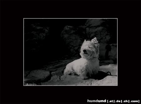 West Highland White Terrier Yoshi beim Sonnenbad