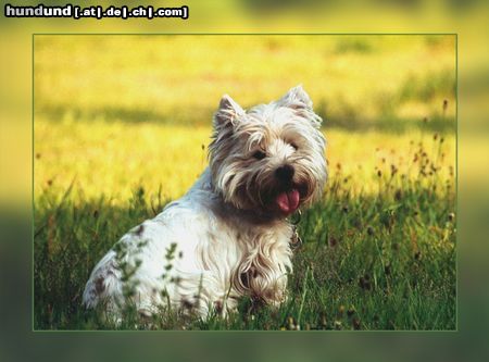 West Highland White Terrier Yoshi auf der Wiese