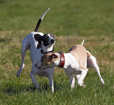 Whippet Vorfahrt! Juana &Aveline