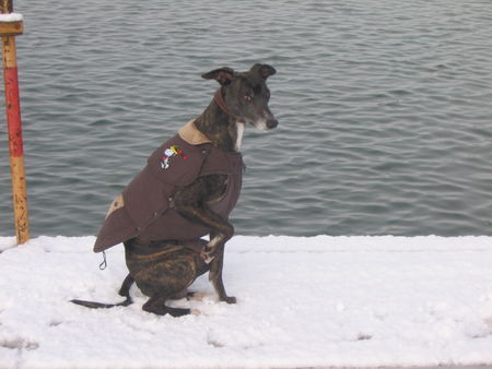 Whippet Das ist mein Windhund