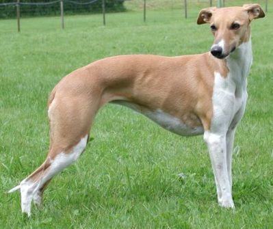 Whippet Schönheits- und Coursingchampion Thetis vom Kleinen Berg