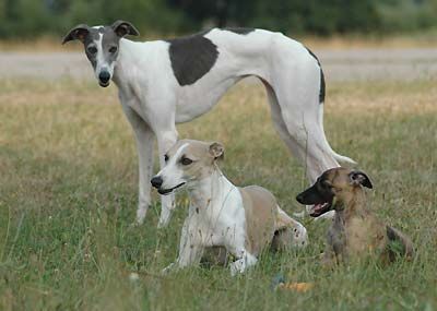 Whippet unsere Mädels