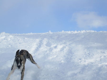 Whippet Es ist einfach sooo schön im Schnee...!