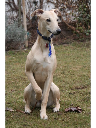 Whippet Blossom