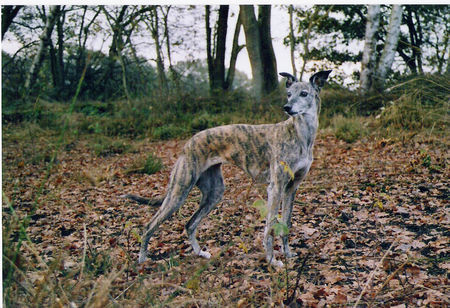 Whippet sari 9 jahre alt