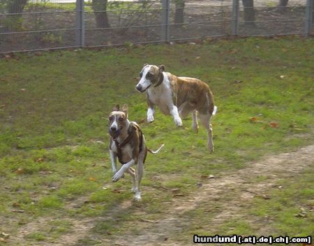 Whippet nur rennen ist schöner ;-) 