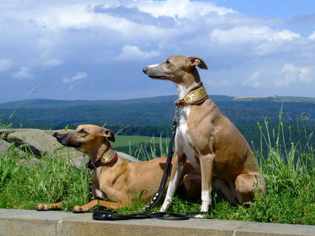 Whippet Kimberly und Iceflower beim Sightseeing