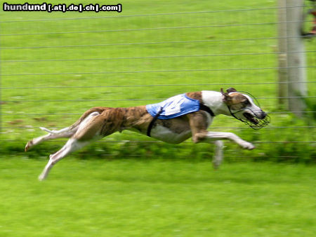 Whippet auf der Rennbahn