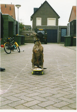 Whippet zullen we dan skateboarden?