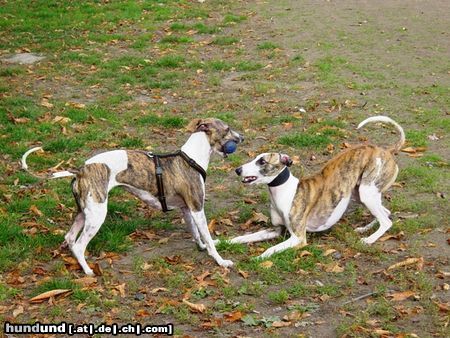 Whippet spiel mit mir ;-)