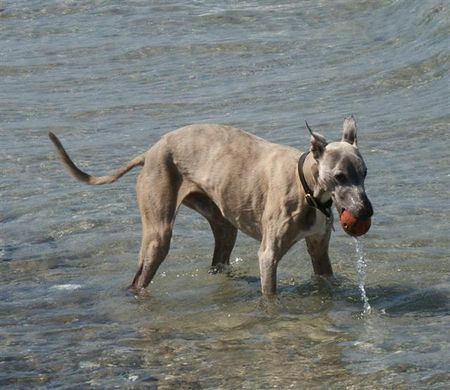 Whippet Whippet in der Ostsee