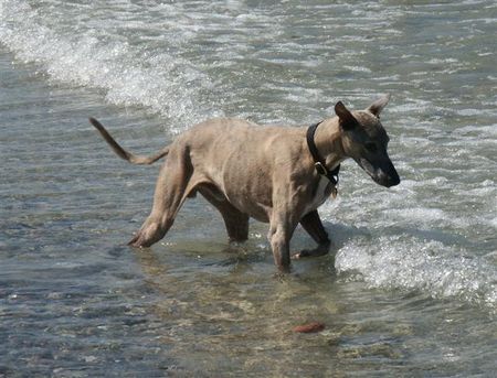 Whippet etwas zögerlich