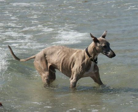 Whippet schnell wieder raus