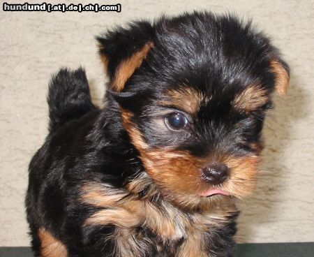 Yorkshire Terrier