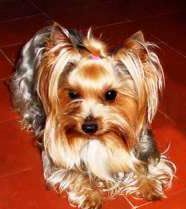 Yorkshire Terrier Dandy der Silver Sphinx