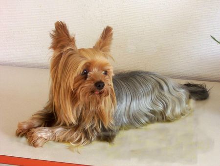 Yorkshire Terrier Acky - heute mal nachdenklich