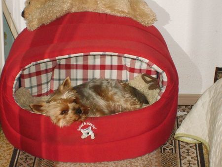 Yorkshire Terrier DoDo 6 Jahre