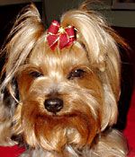 Yorkshire Terrier Dandy Schleife