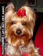 Yorkshire Terrier Dandy Schleife