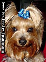 Yorkshire Terrier Dandy Schleife