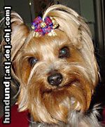 Yorkshire Terrier Dandy Schleife