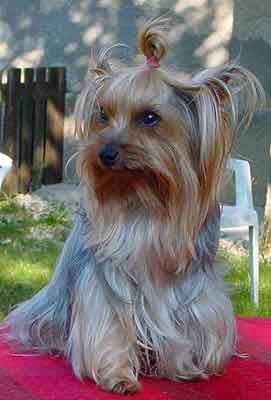 Yorkshire Terrier Dandy der Silver Sphinx 2002