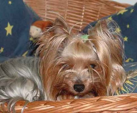 Yorkshire Terrier Dandy der Silver Sphinx 