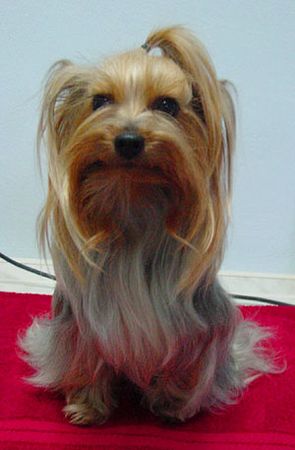 Yorkshire Terrier Dandy der Silver Sphinx 2003