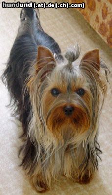 Yorkshire Terrier Provocation-Trixy