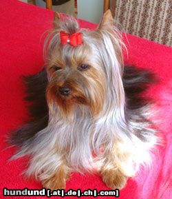 Yorkshire Terrier Provocation-Trixy