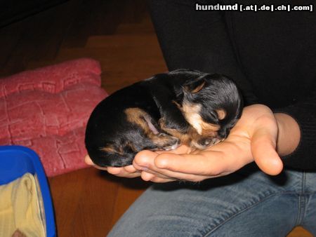 Yorkshire Terrier sammy mit 2 wochen