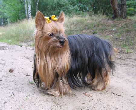 Yorkshire Terrier Bala Anitas - Maja