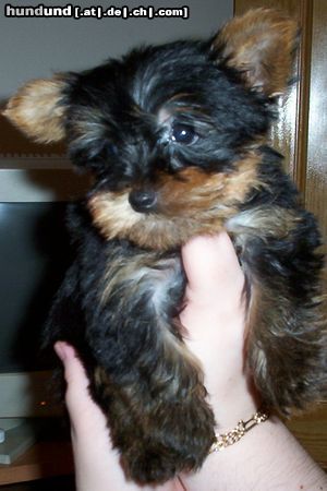 Yorkshire Terrier nuestra mascota yorki, el torbellino de la casa