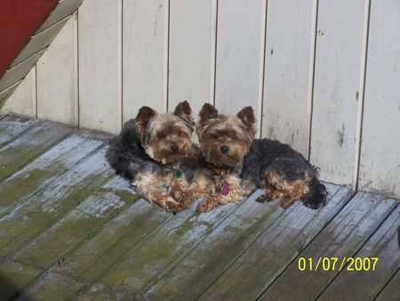 Yorkshire Terrier Benny und Benji