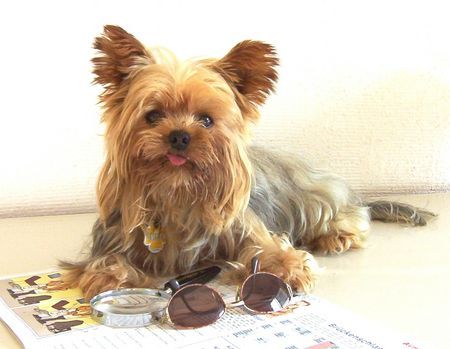 Yorkshire Terrier unser aufmerksamer Zuhörer