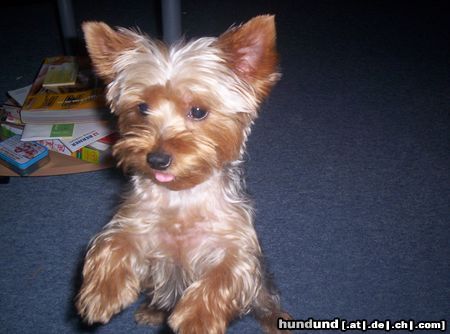 Yorkshire Terrier Ich bin Eve, eine ganz liebe Hundedame