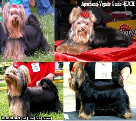 Yorkshire Terrier Von El Cassius Dio