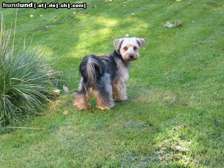 Yorkshire Terrier Yorkshire mal anders