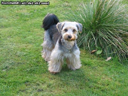 Yorkshire Terrier Yorkshire mal anders