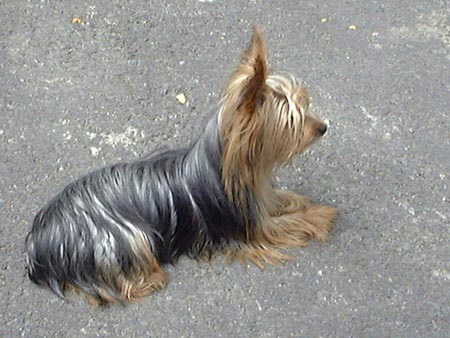 Yorkshire Terrier Niki